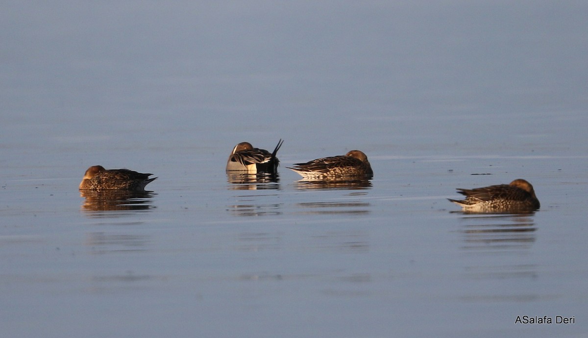 Northern Pintail - ML396811301