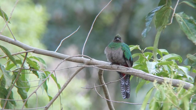 Quetzal resplendissant (costaricensis) - ML396811341