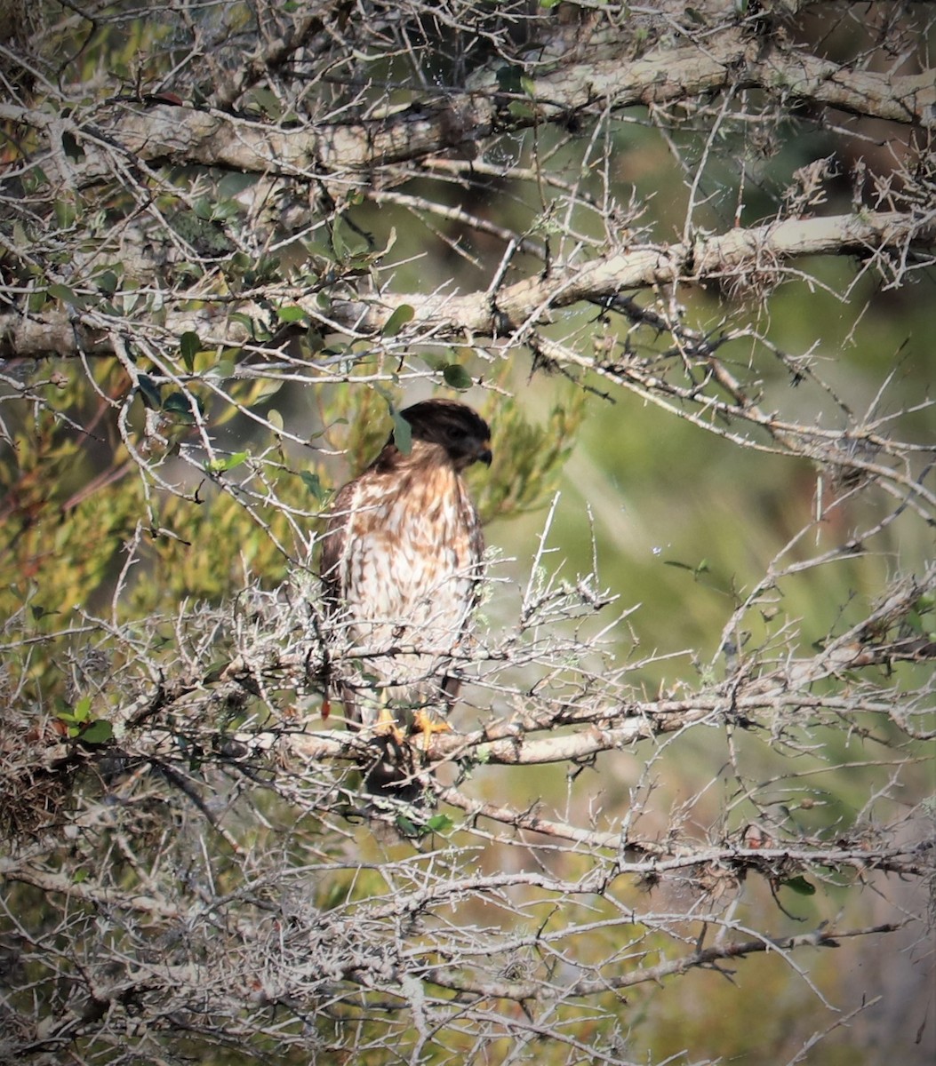 Red-shouldered Hawk - ML396811351