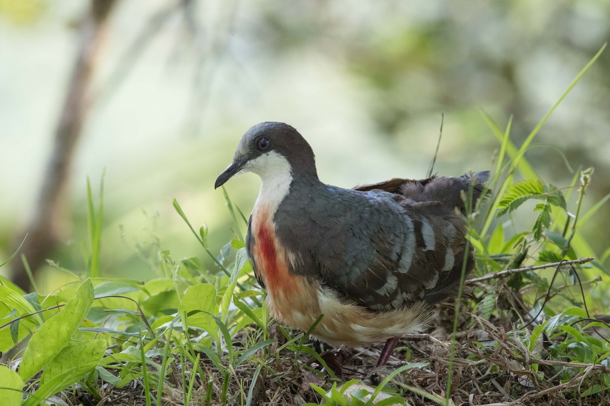 Luzon Bleeding-heart - ML396812281