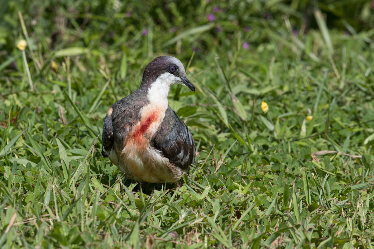 Luzon Bleeding-heart - ML396812291