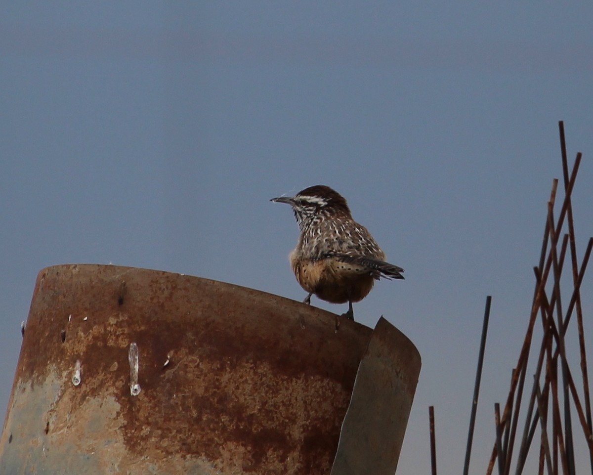 Cactus Wren - ML39681261