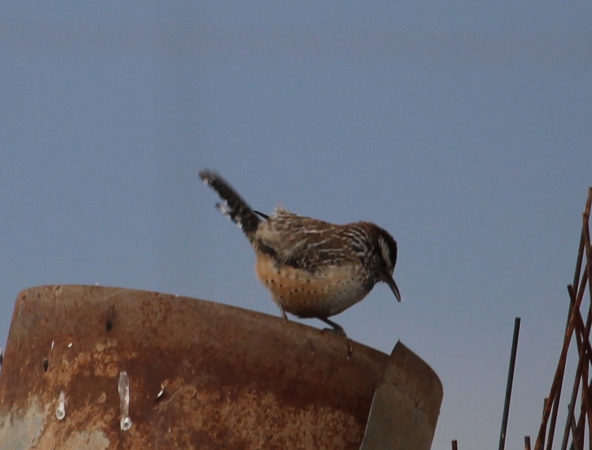 Cactus Wren - ML39681281