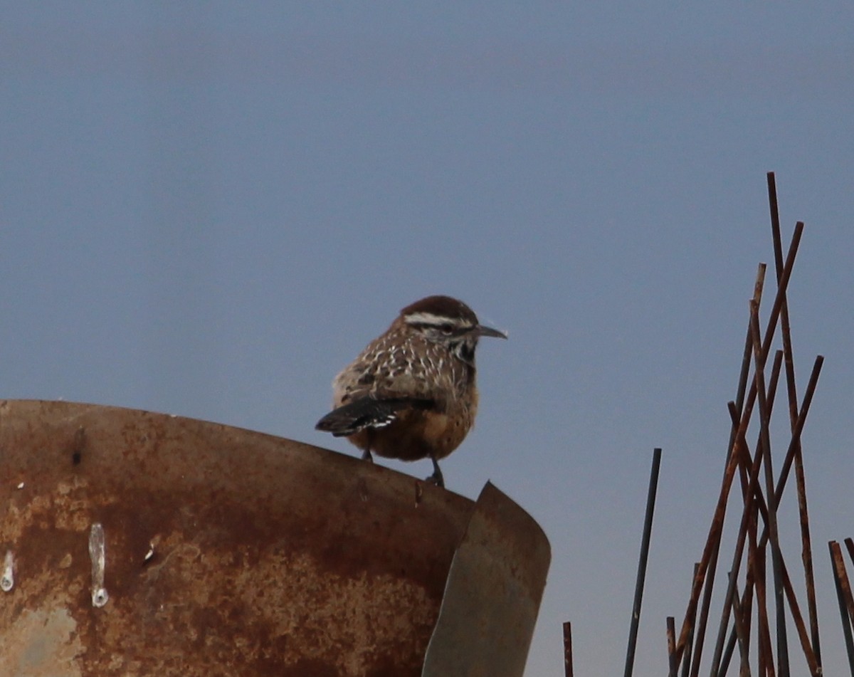 střízlík kaktusový - ML39681331