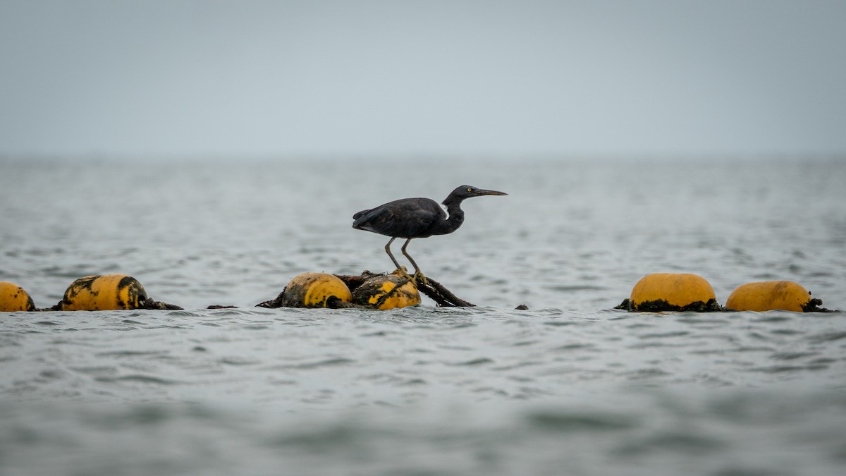 Pacific Reef-Heron - Sam Hambly