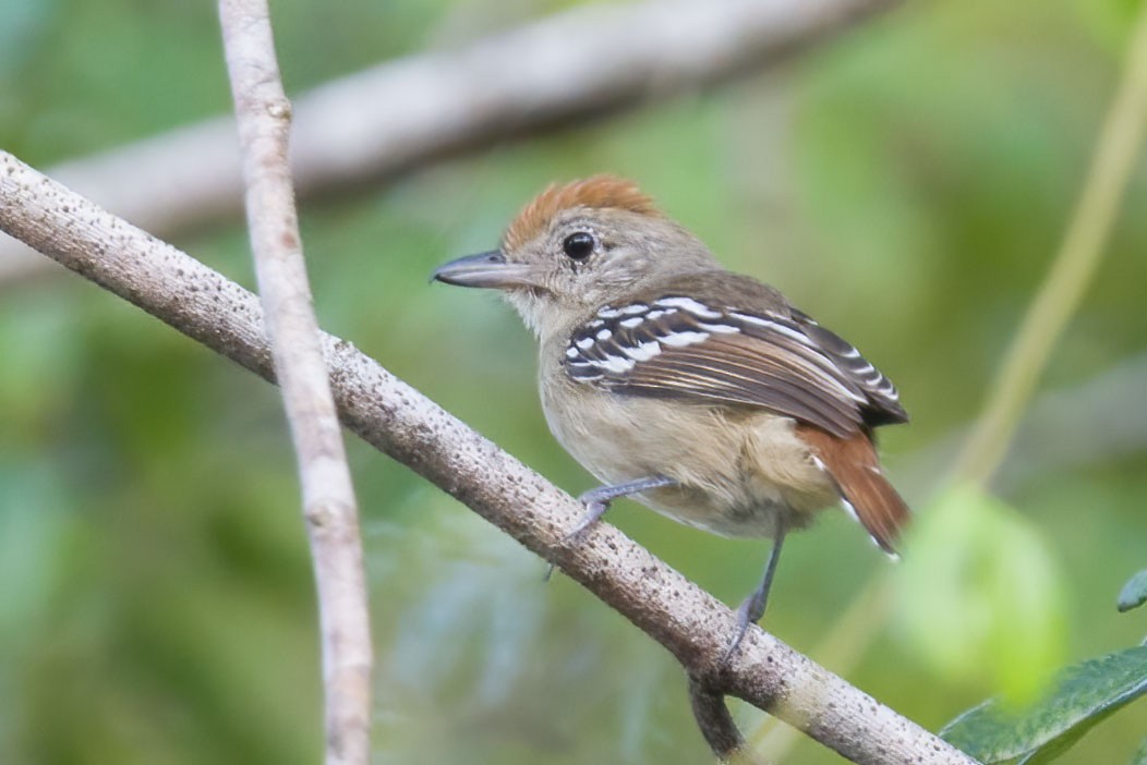 Sooretama Slaty-Antshrike - ML396814351