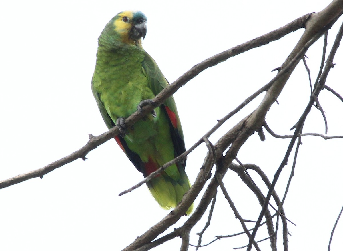 Turquoise-fronted Parrot - ML39681441