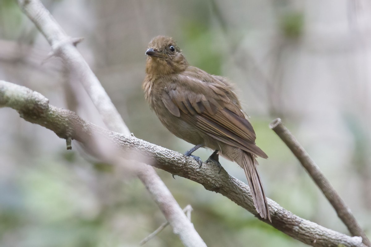 Brown-winged Schiffornis (Brown-winged) - ML396814471