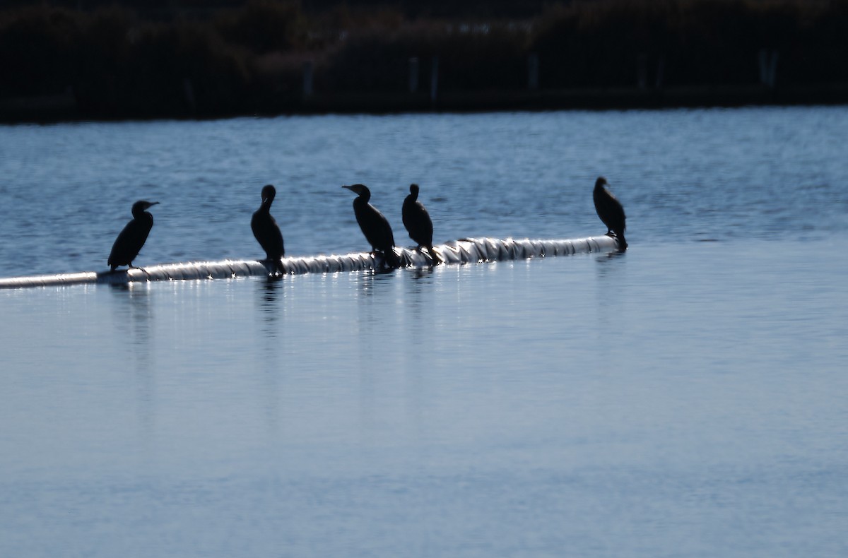 Great Cormorant - Beata Milhano