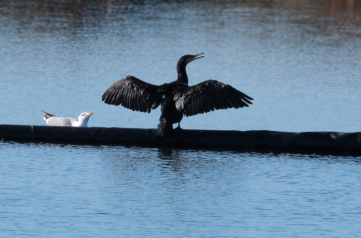 Cormorán Grande - ML396814721