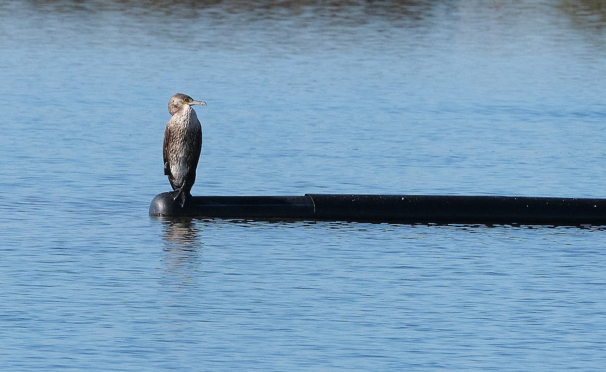 Great Cormorant - ML396814731