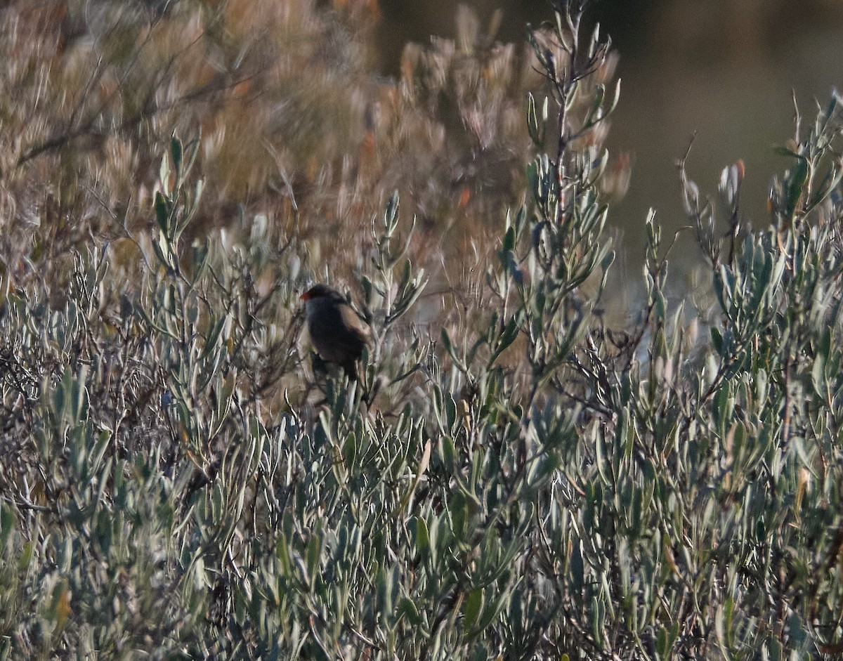 Common Waxbill - ML396814941