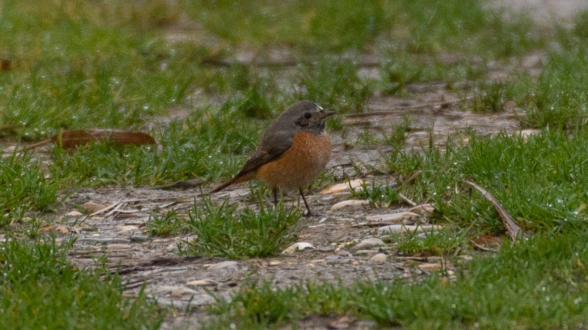 rehek zahradní - ML396815201