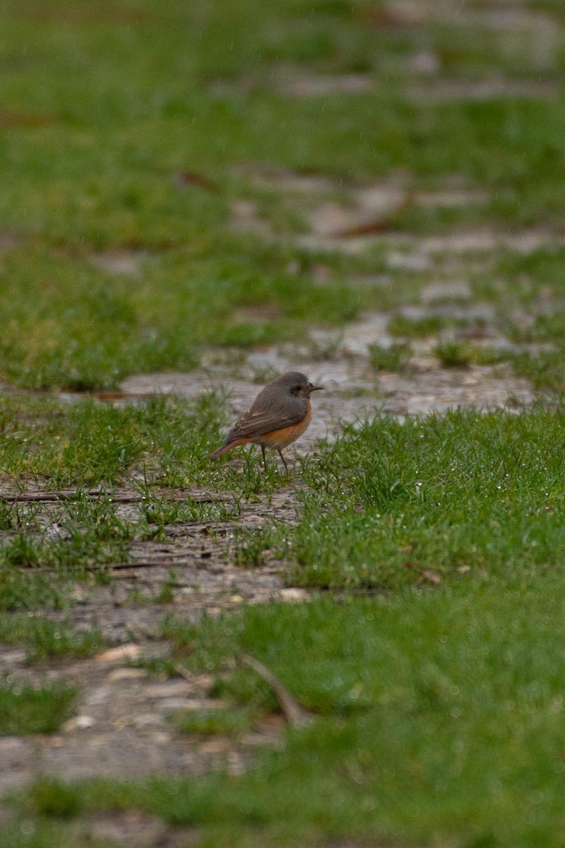 rehek zahradní - ML396815261