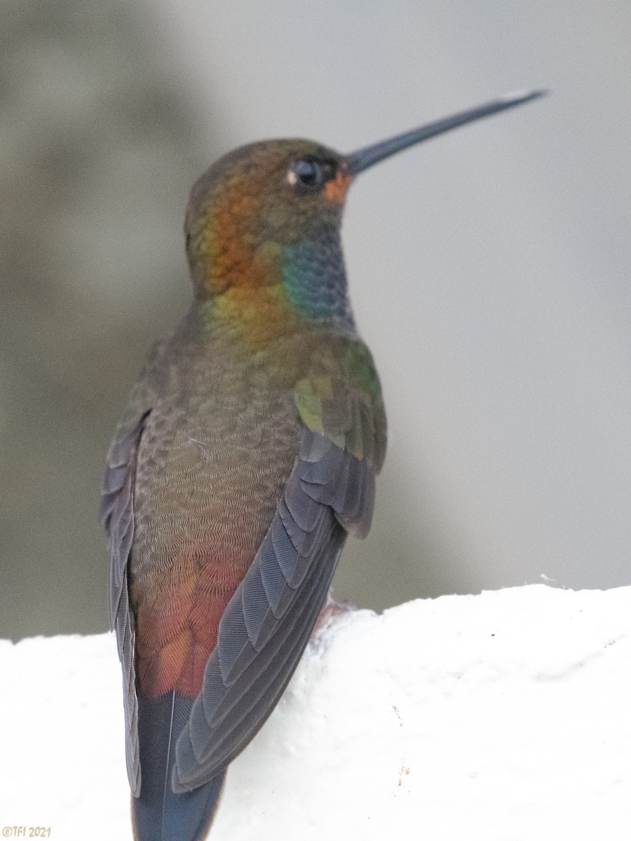 kolibřík irisový - ML396815341