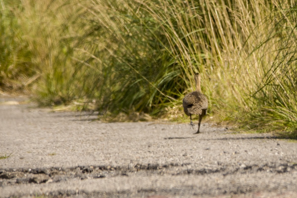 Red-winged Tinamou - ML396815661