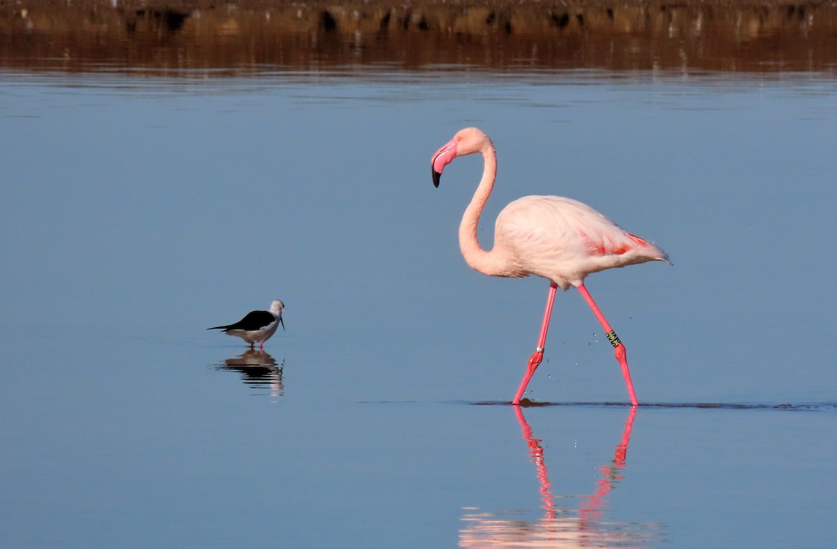 Greater Flamingo - Tomás Gómez Caro