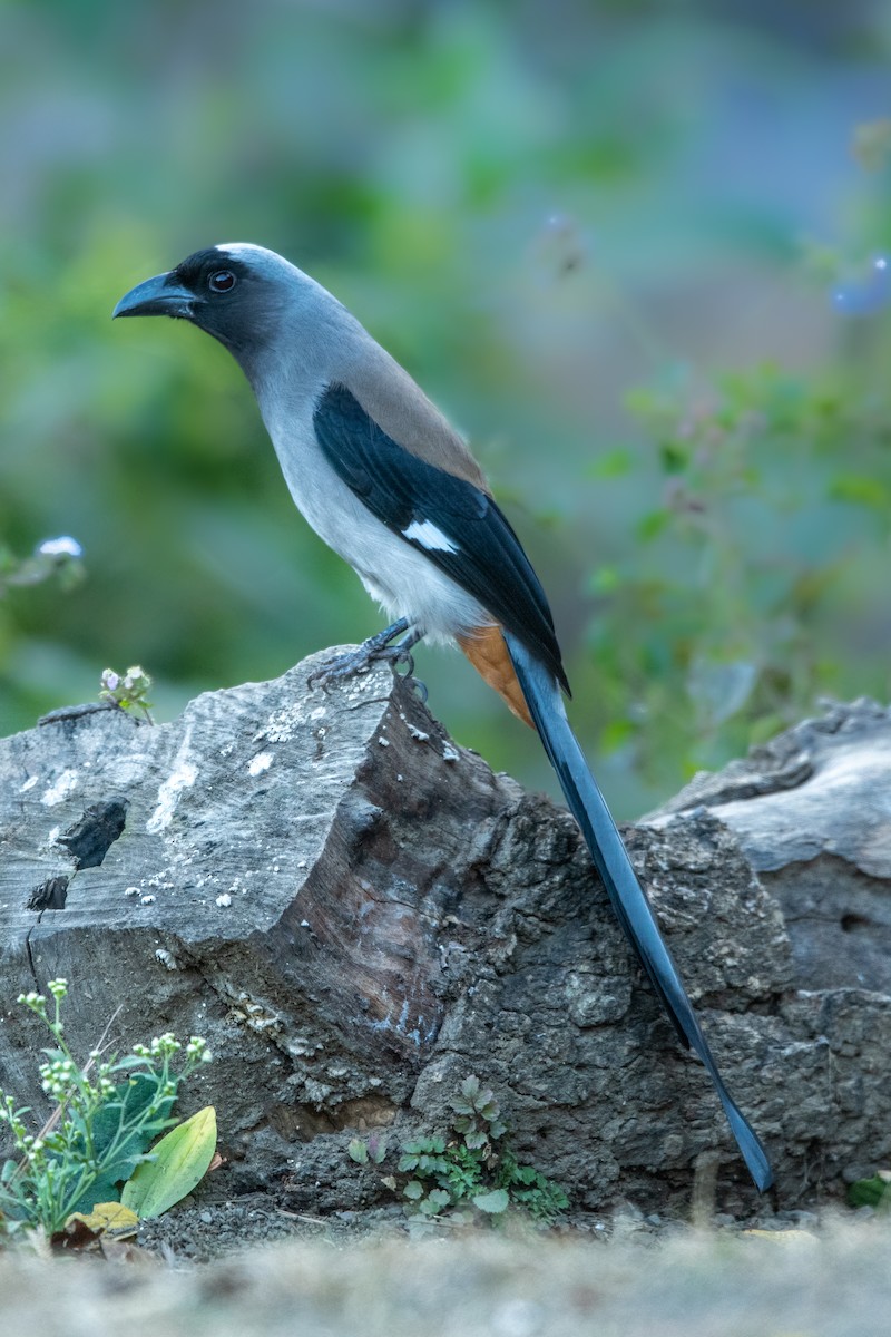 Gray Treepie - Vivek Saggar