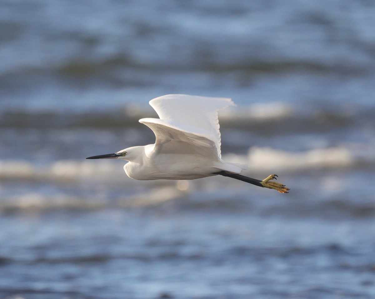 Little Egret - ML396817121