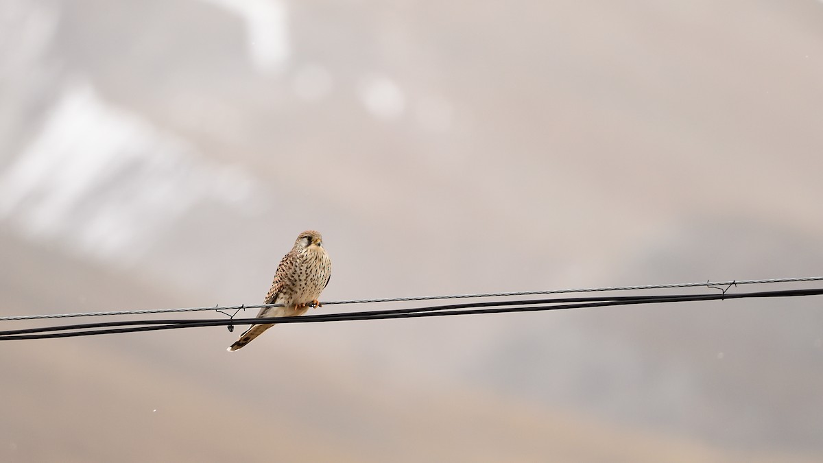 Eurasian Kestrel - ML396818111