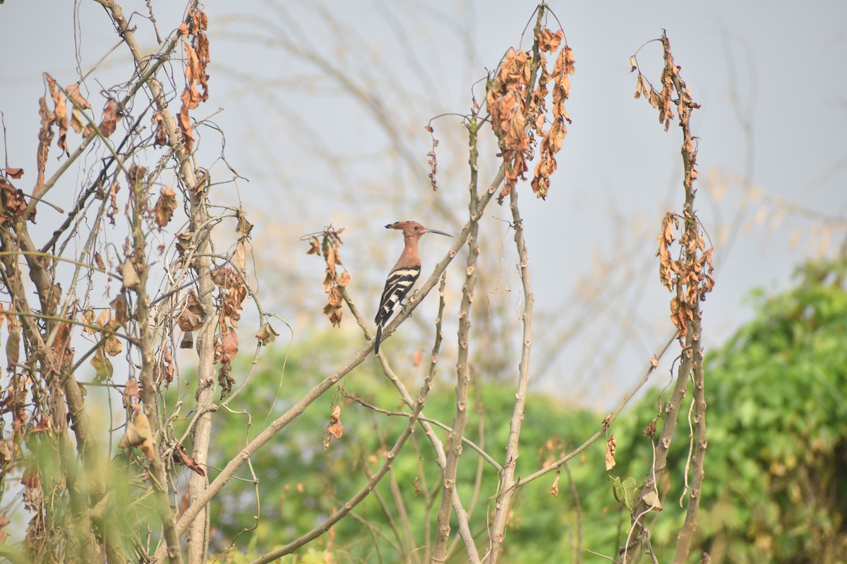 Eurasian Hoopoe - ML396818381