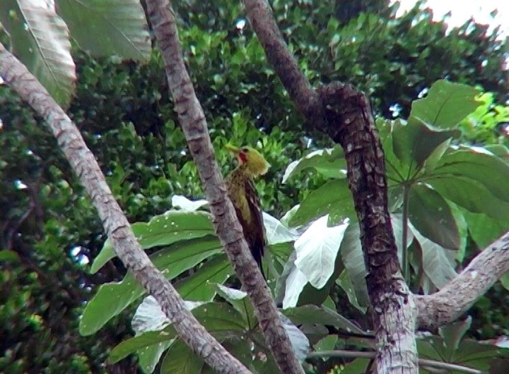 Cream-colored Woodpecker - ML396818691