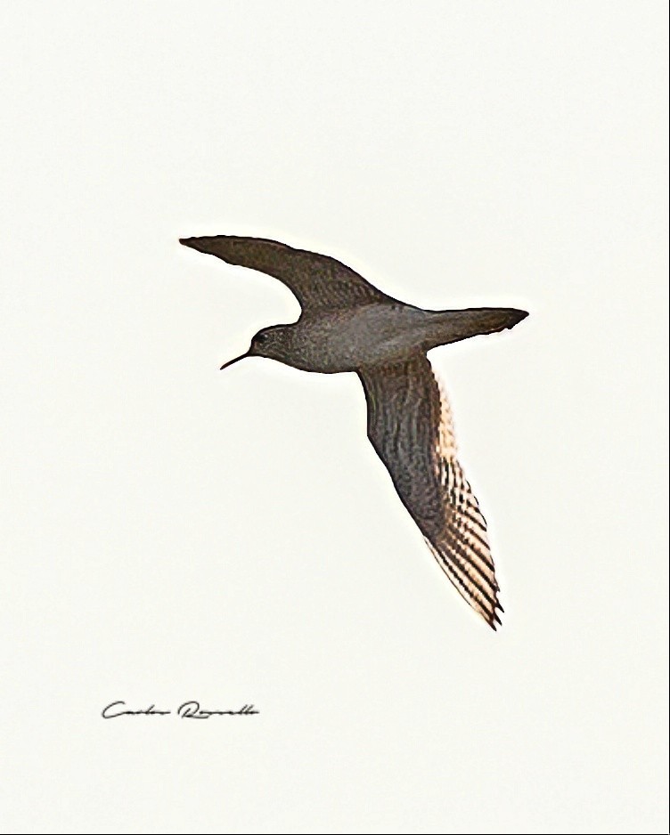 Upland Sandpiper - Carlos Rossello