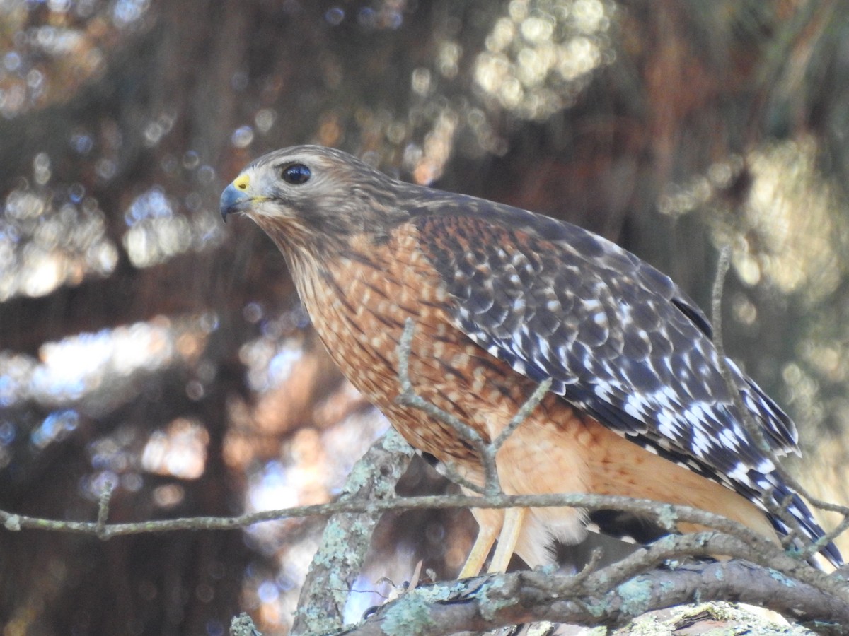 Red-shouldered Hawk - ML396818981