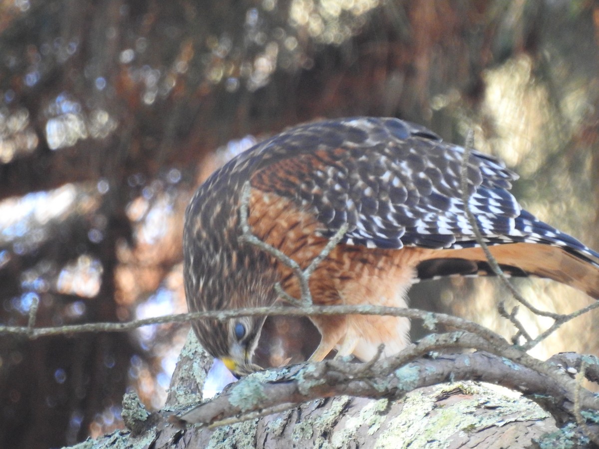 Red-shouldered Hawk - ML396818991