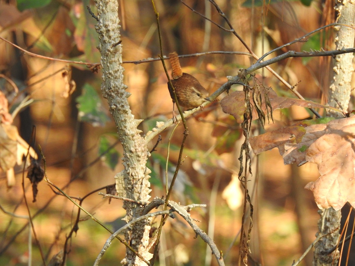 Winter Wren - Nan Dewire