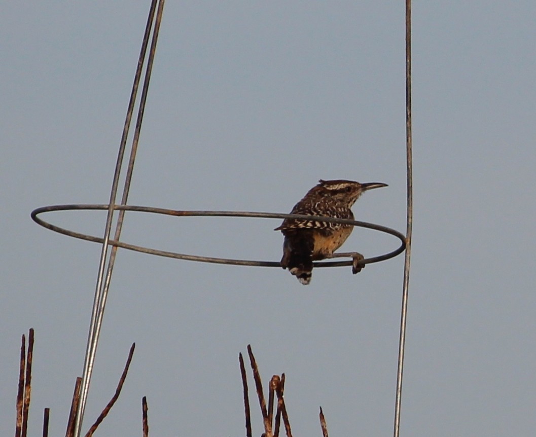 střízlík kaktusový - ML39681941