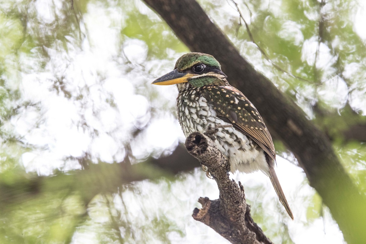 Spotted Kingfisher - ML396819571