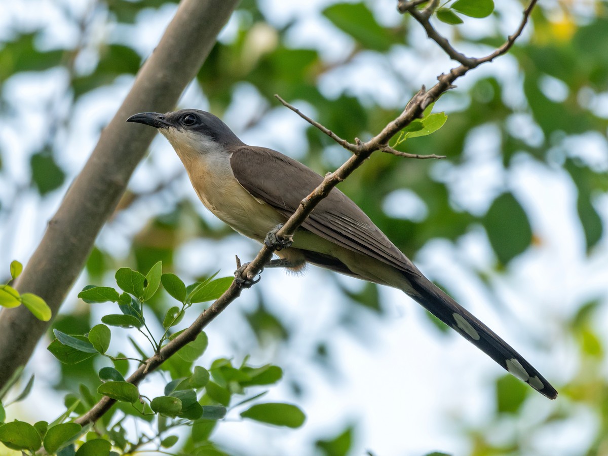 Dark-billed Cuckoo - ML396819681