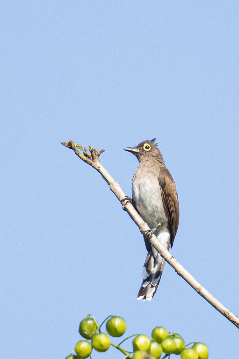 Yellow-wattled Bulbul - ML396820591