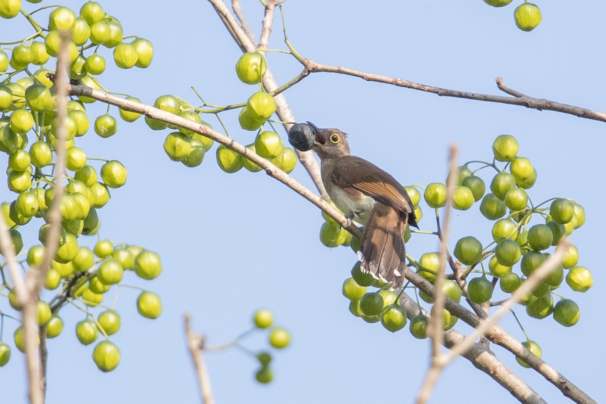 Yellow-wattled Bulbul - ML396820601