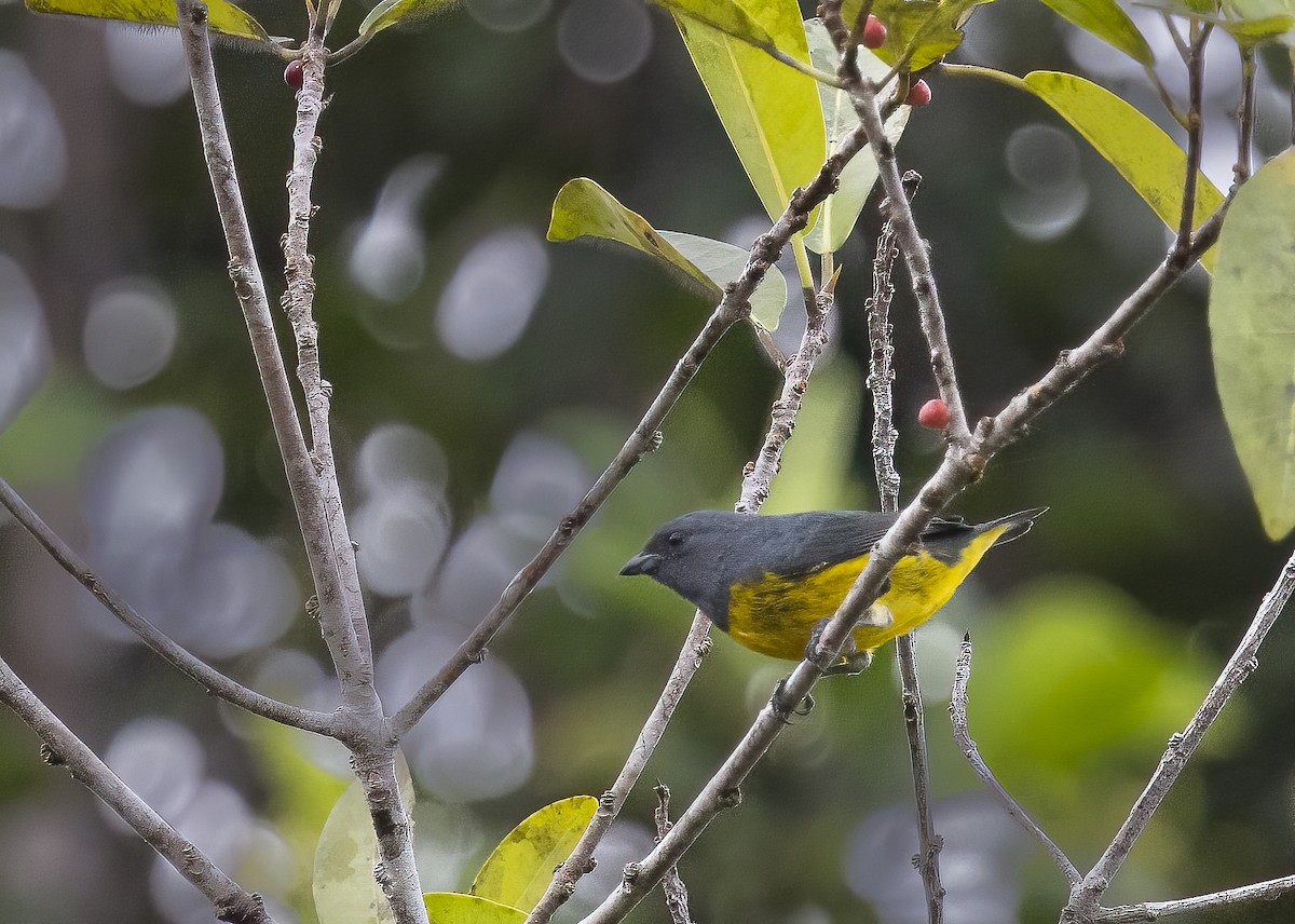 Plumbeous Euphonia - ML396820971