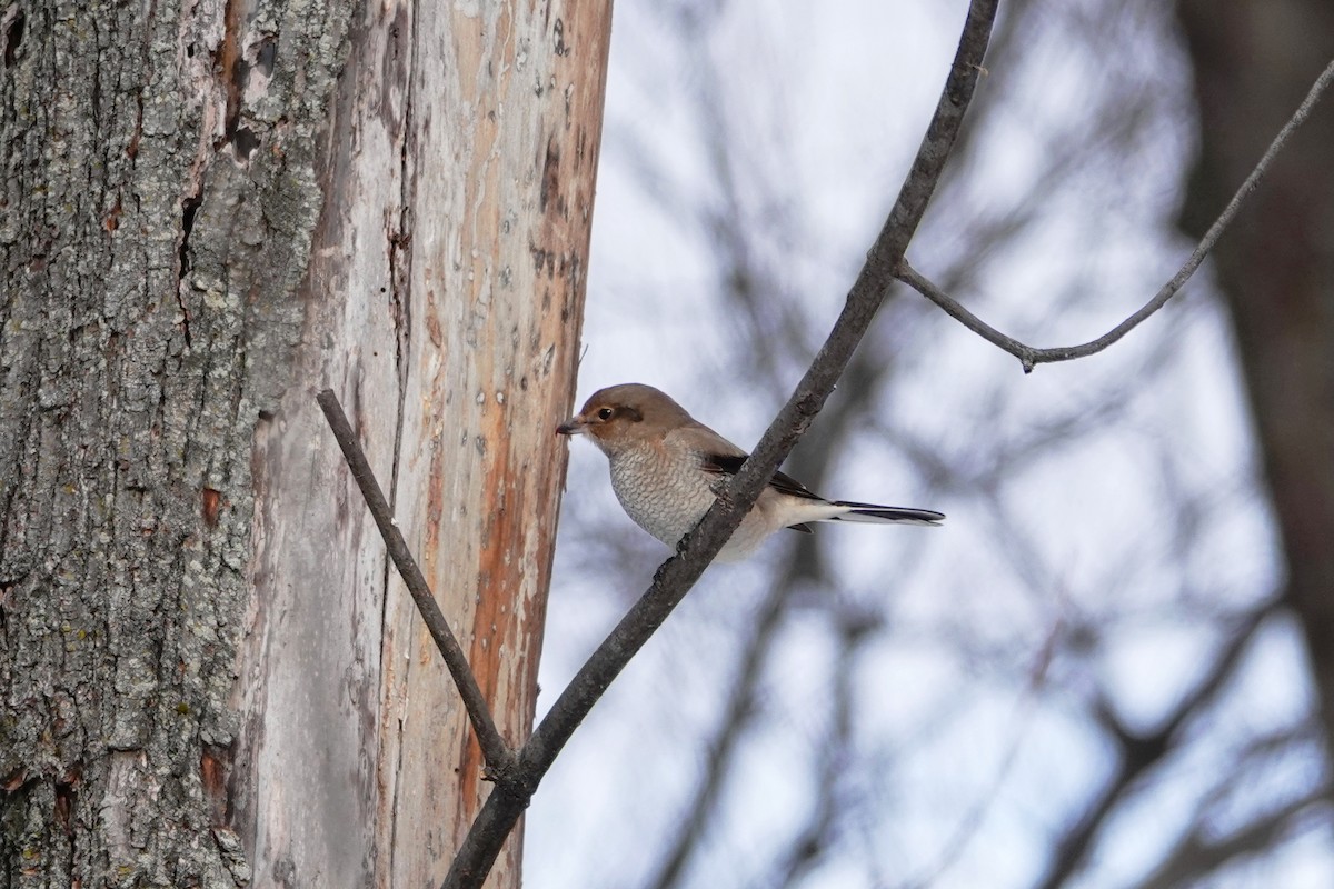 Northern Shrike - ML396822301