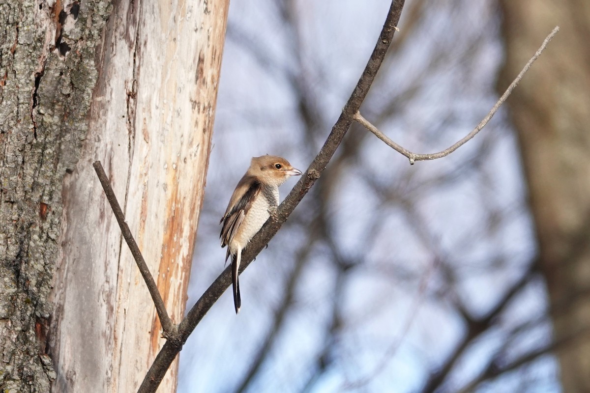 Northern Shrike - ML396822311