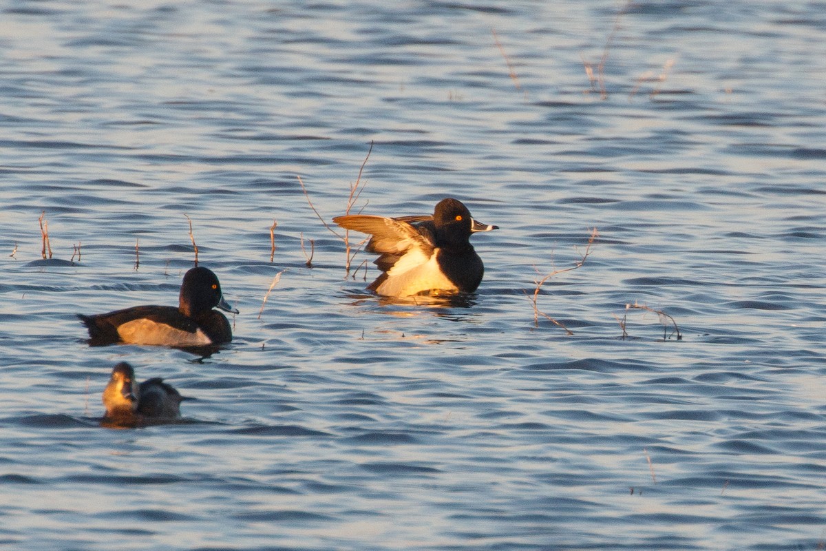 Ring-necked Duck - ML396822541