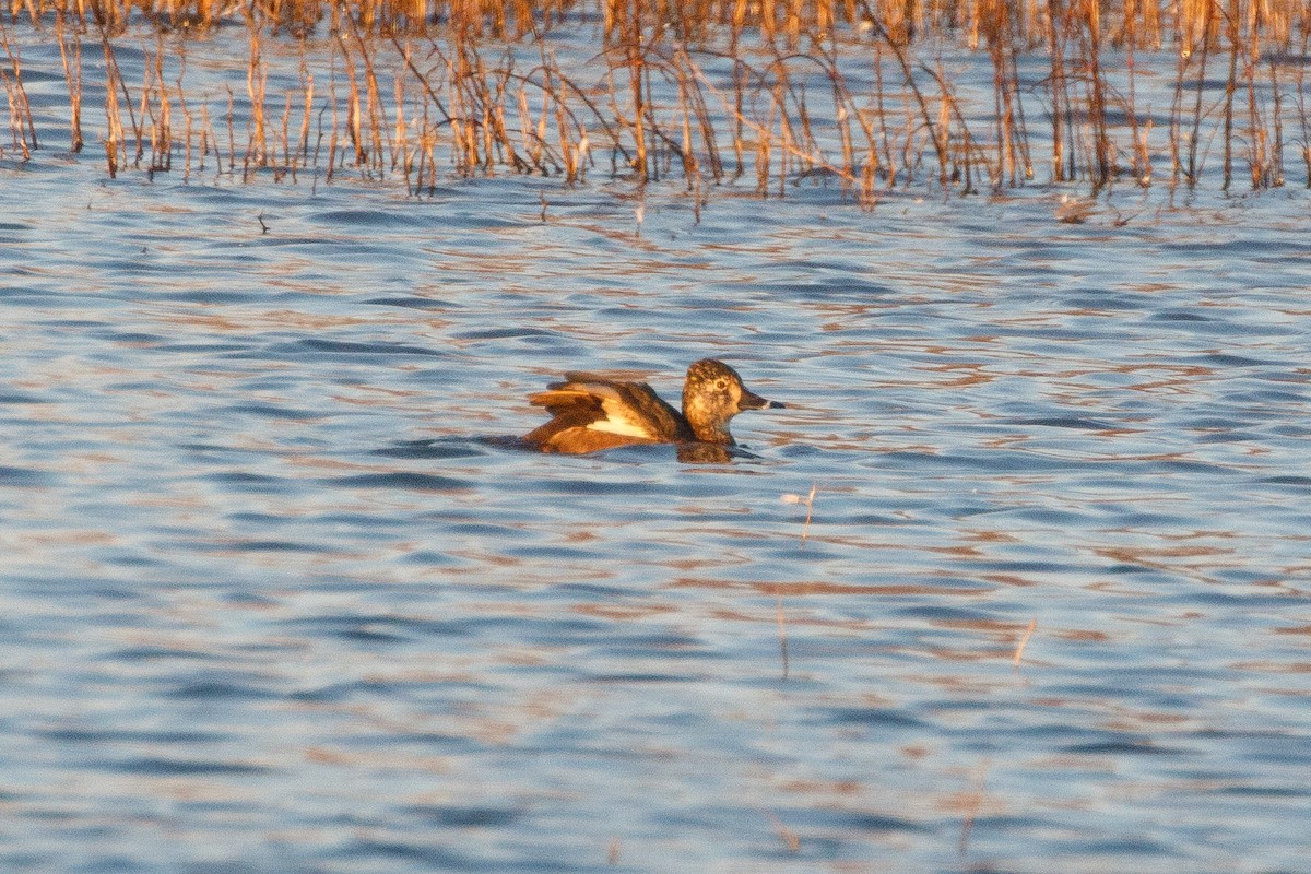 polák proužkozobý - ML396822551