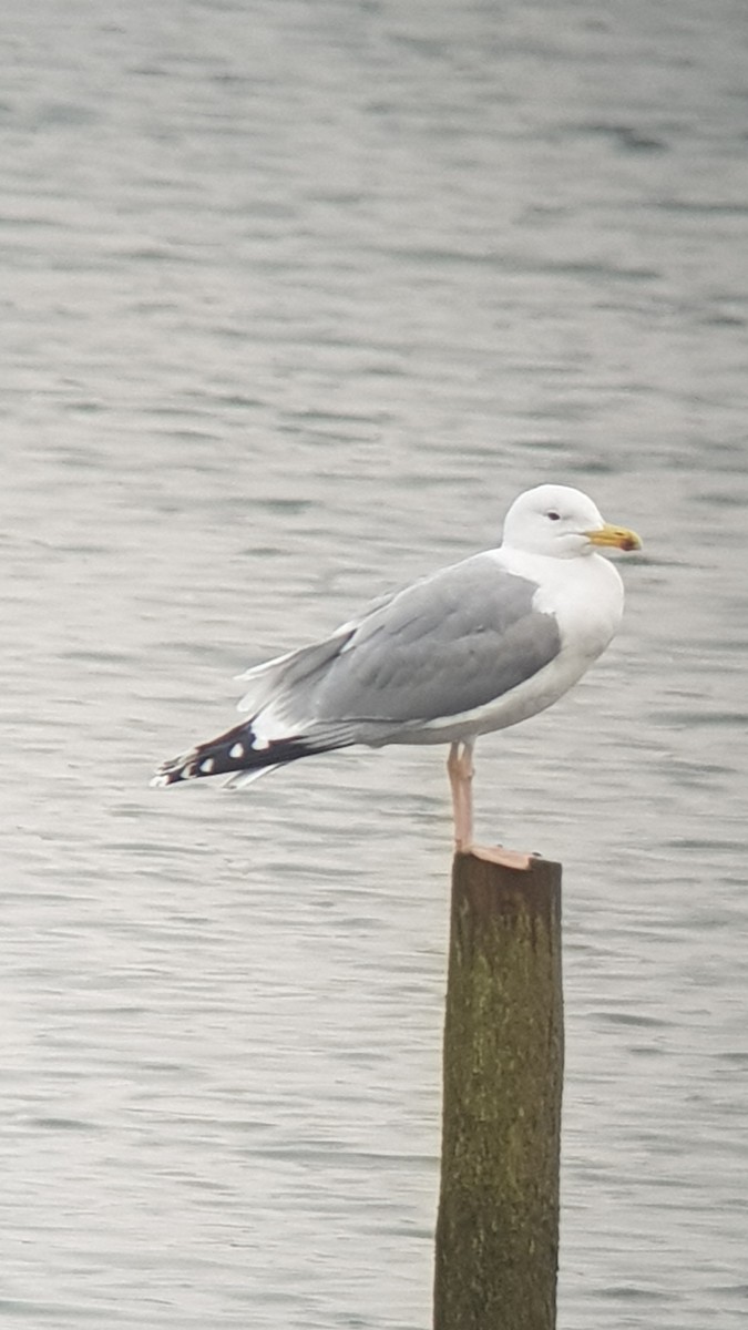 Caspian Gull - Clive Prescott