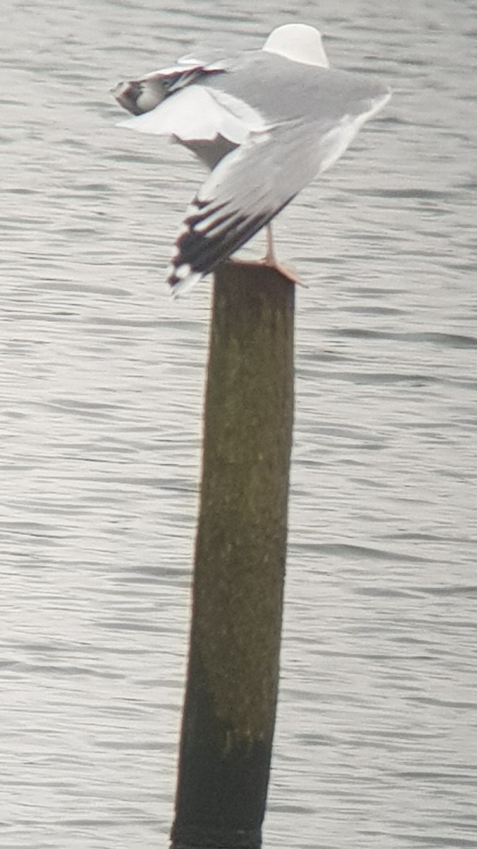 Caspian Gull - Clive Prescott