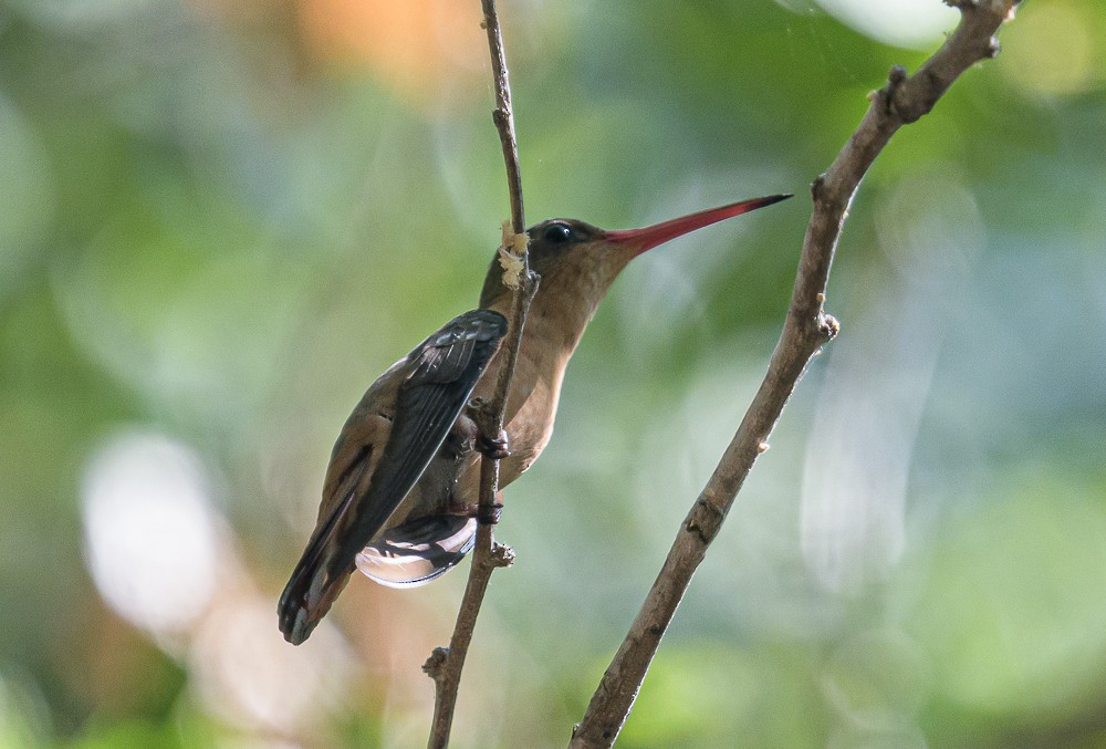 kolibřík ryšavý - ML396823441