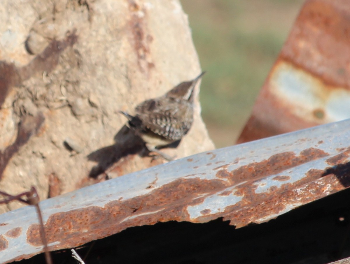 střízlík kaktusový - ML39682351