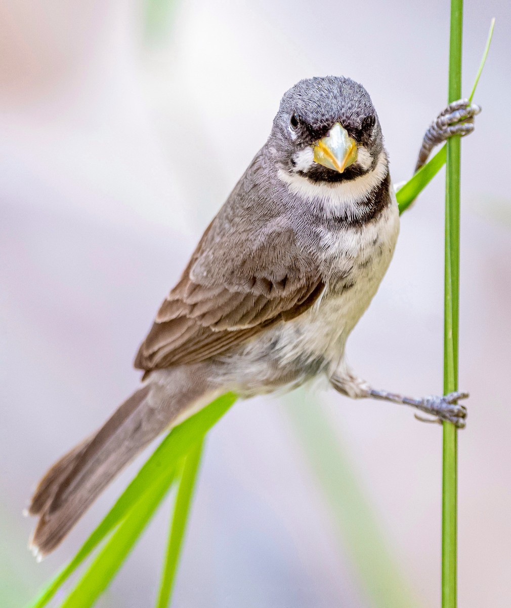 Double-collared Seedeater - ML396823781