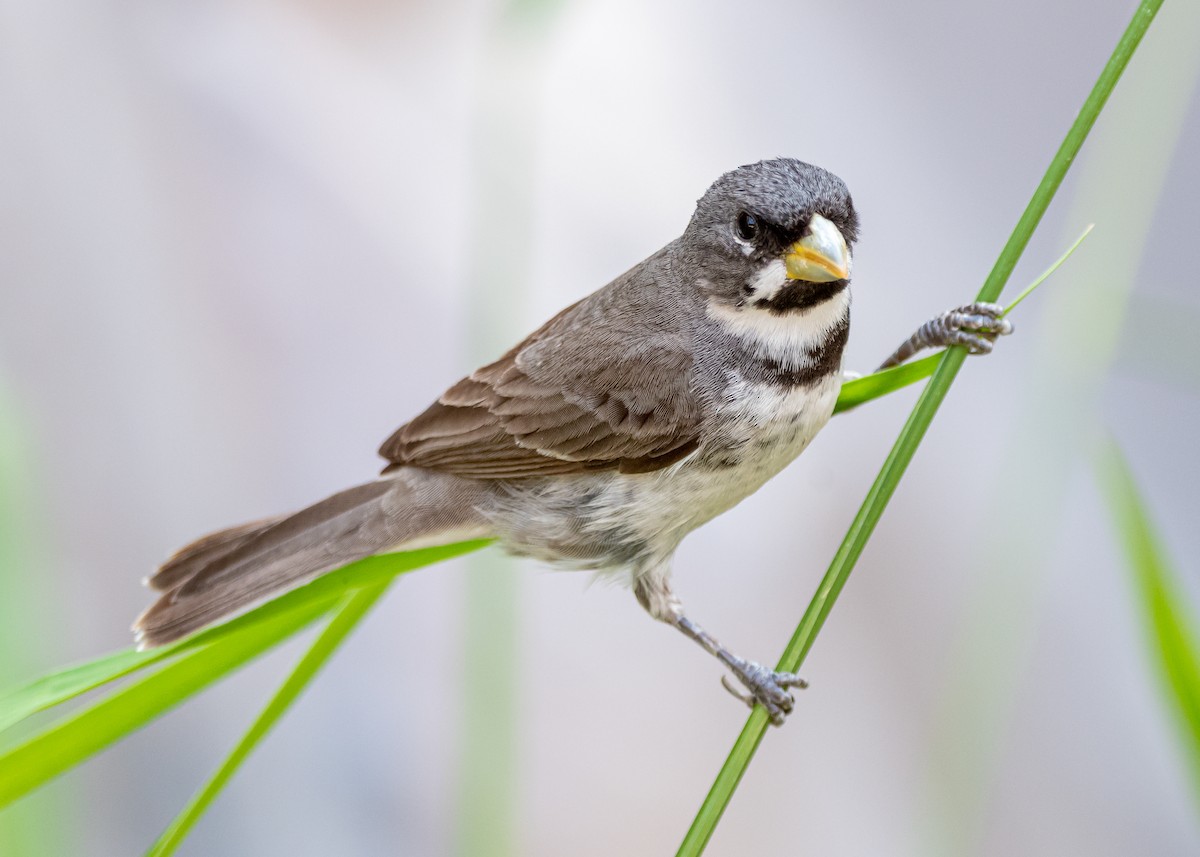 Double-collared Seedeater - ML396823811