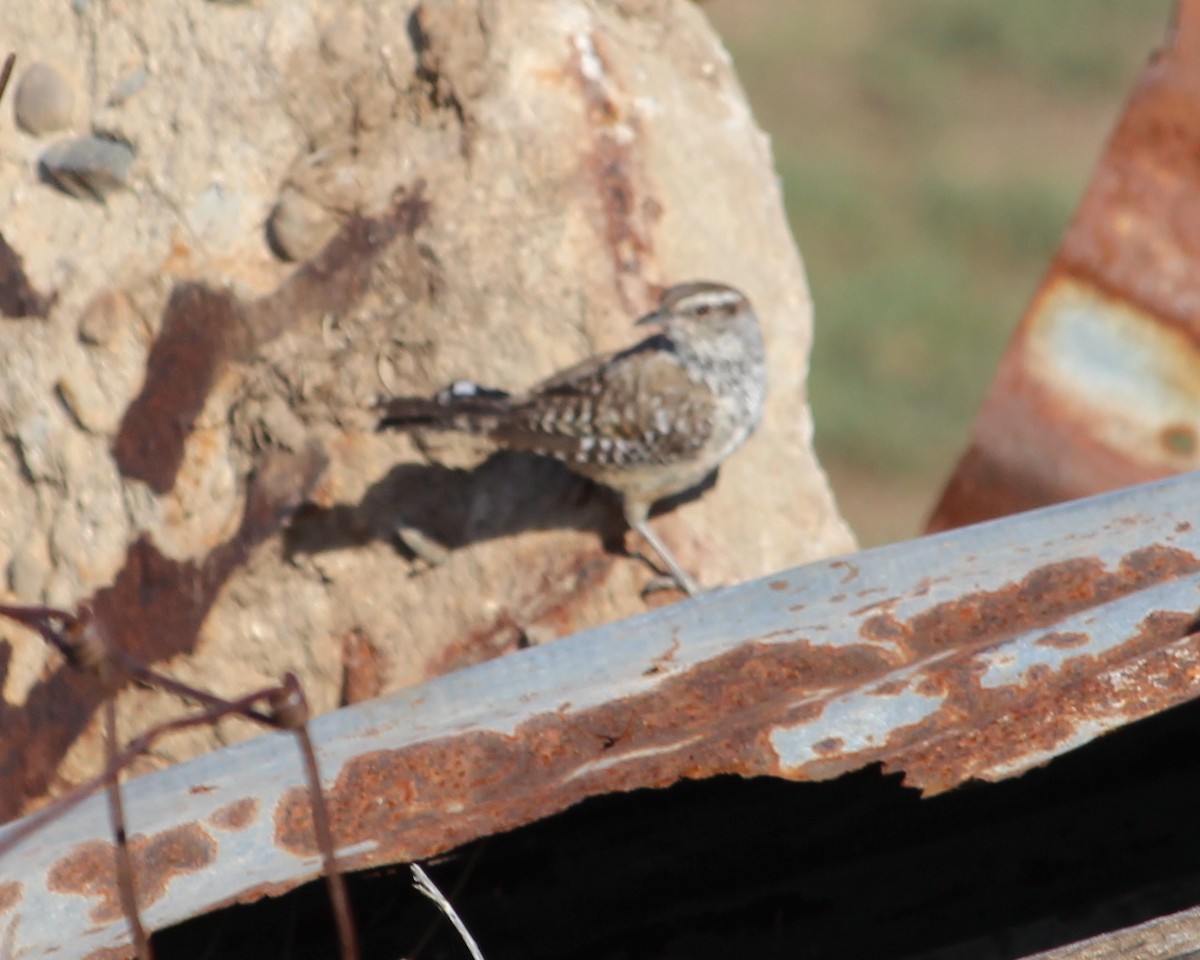 Cactus Wren - ML39682401