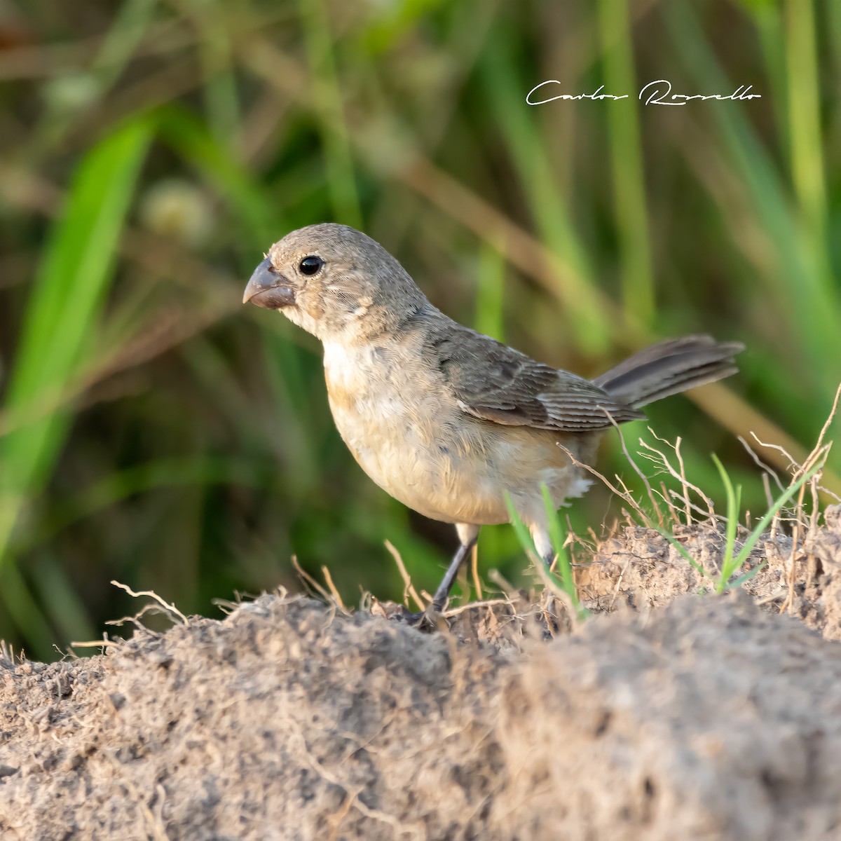 Double-collared Seedeater - ML396824111