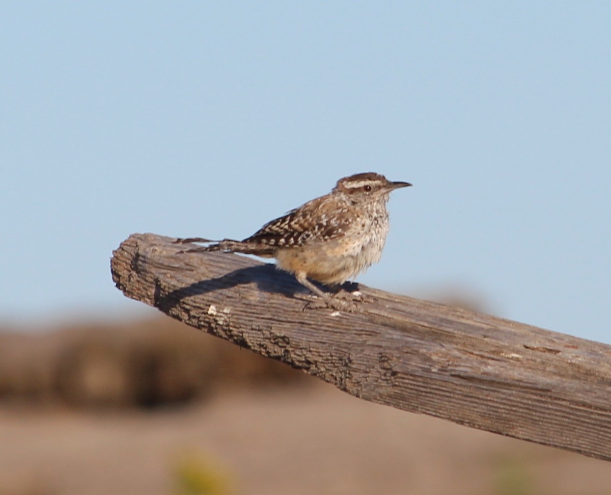 Cactus Wren - ML39682431