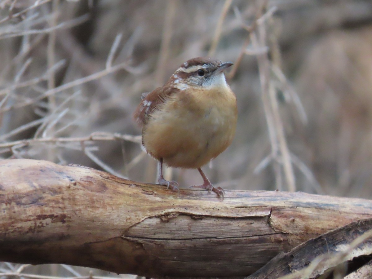 Carolina Wren - ML396827781